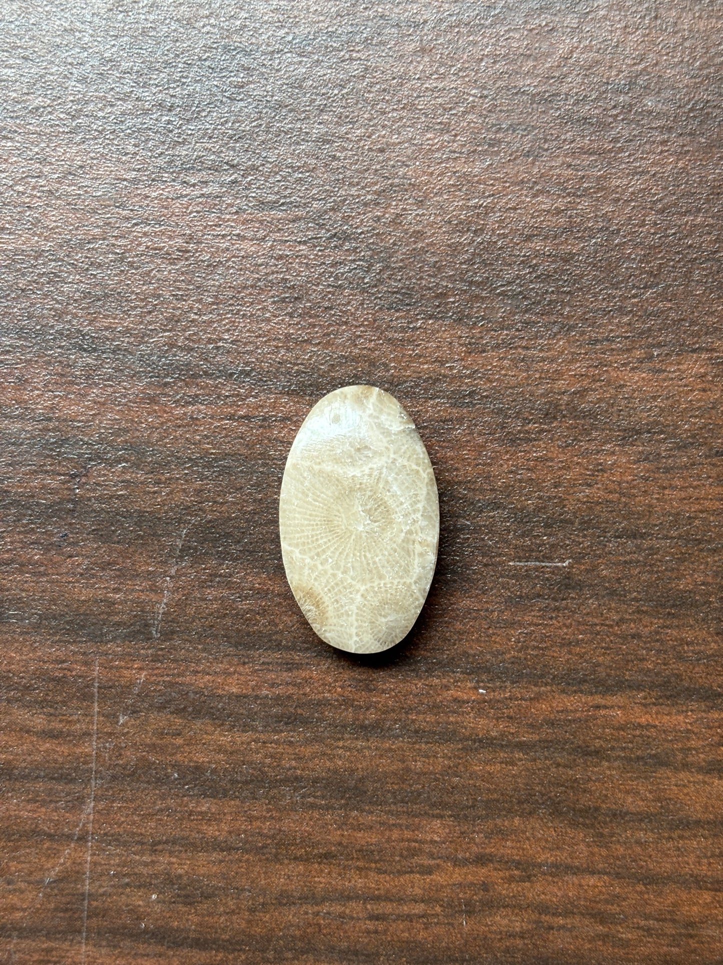 Petoskey Stone Cabochon 14mm x 24mm Oval