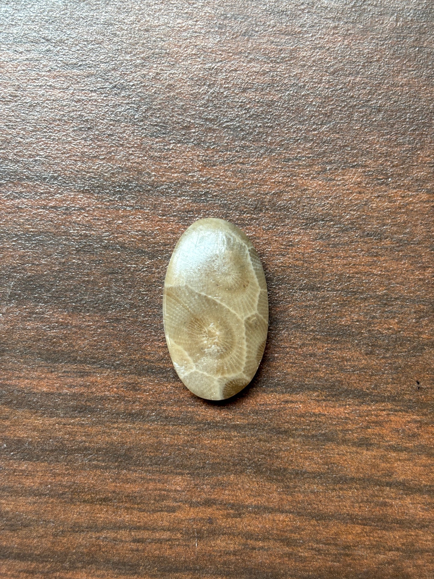 Petoskey Stone Cabochon 14mm x 24mm Oval