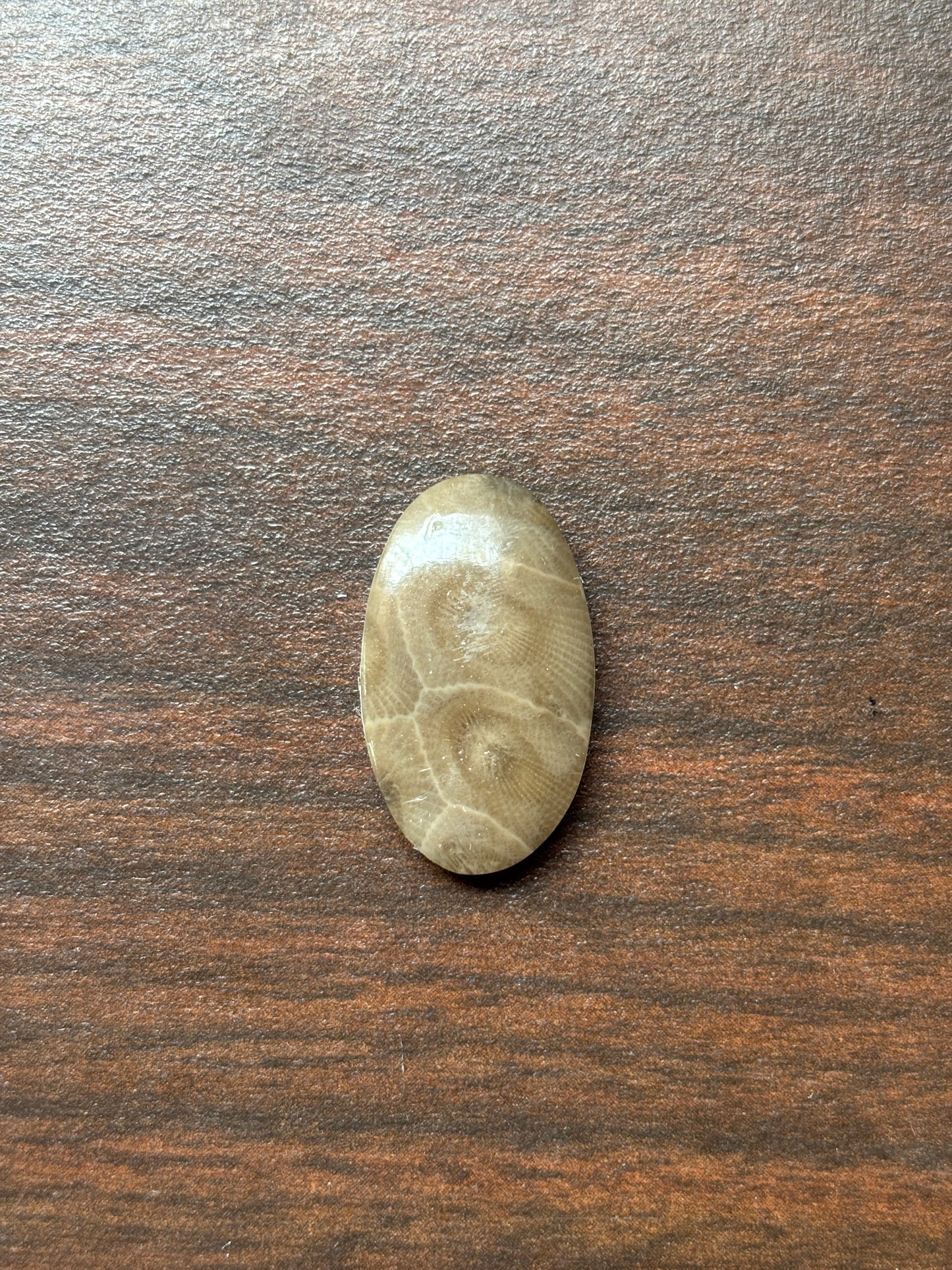 Petoskey Stone Cabochon 14mm x 24mm Oval