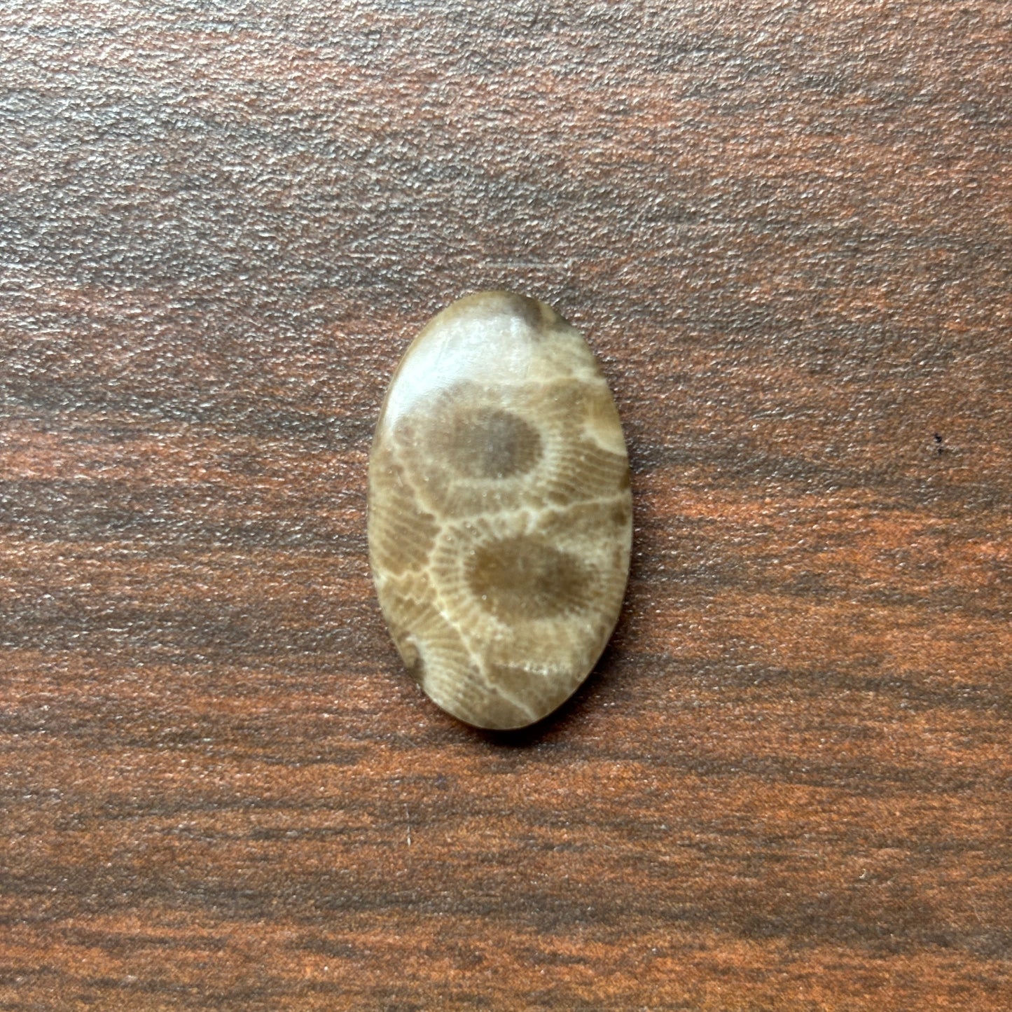 Petoskey Stone Cabochon 14mm x 24mm Oval