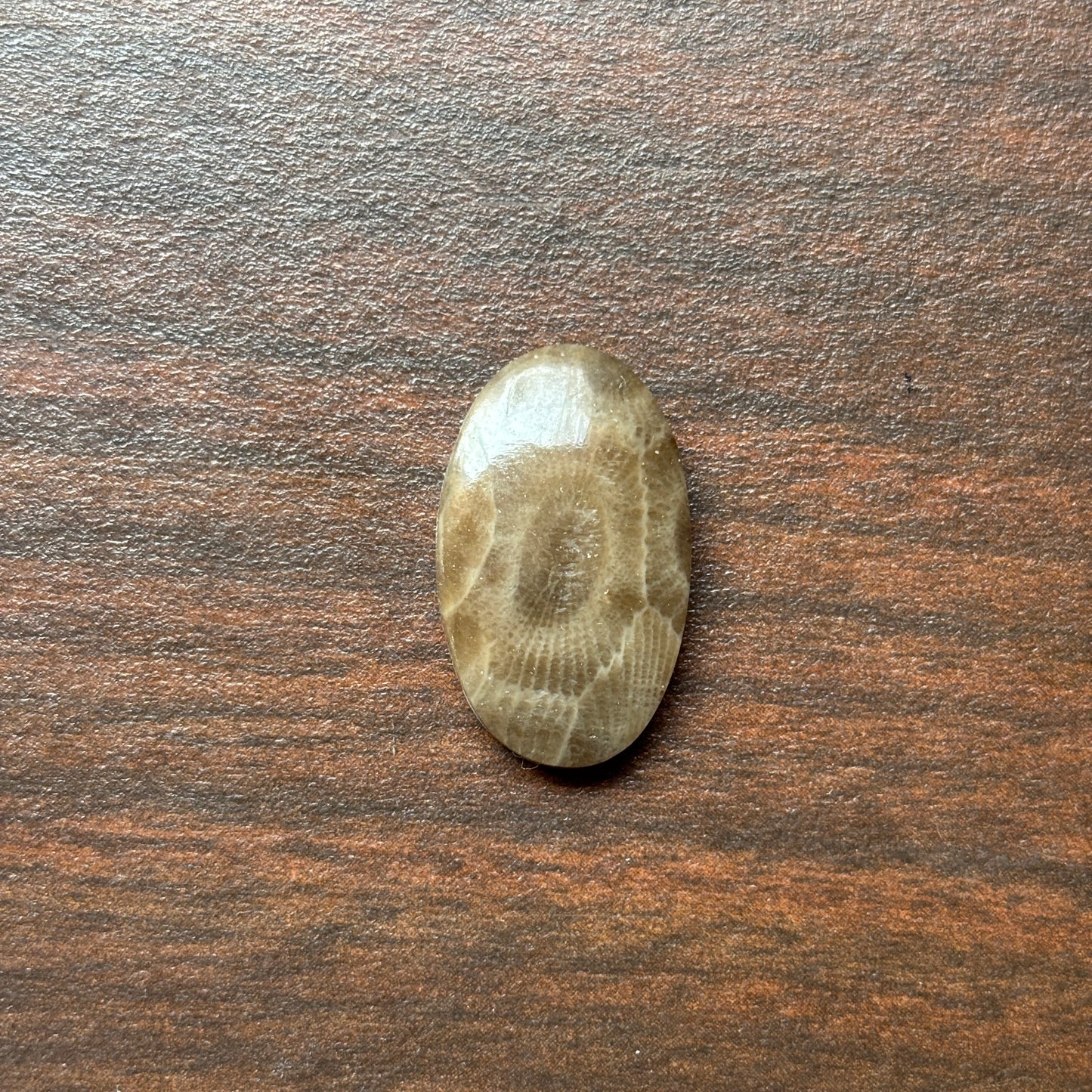 Petoskey Stone Cabochon 14mm x 24mm Oval