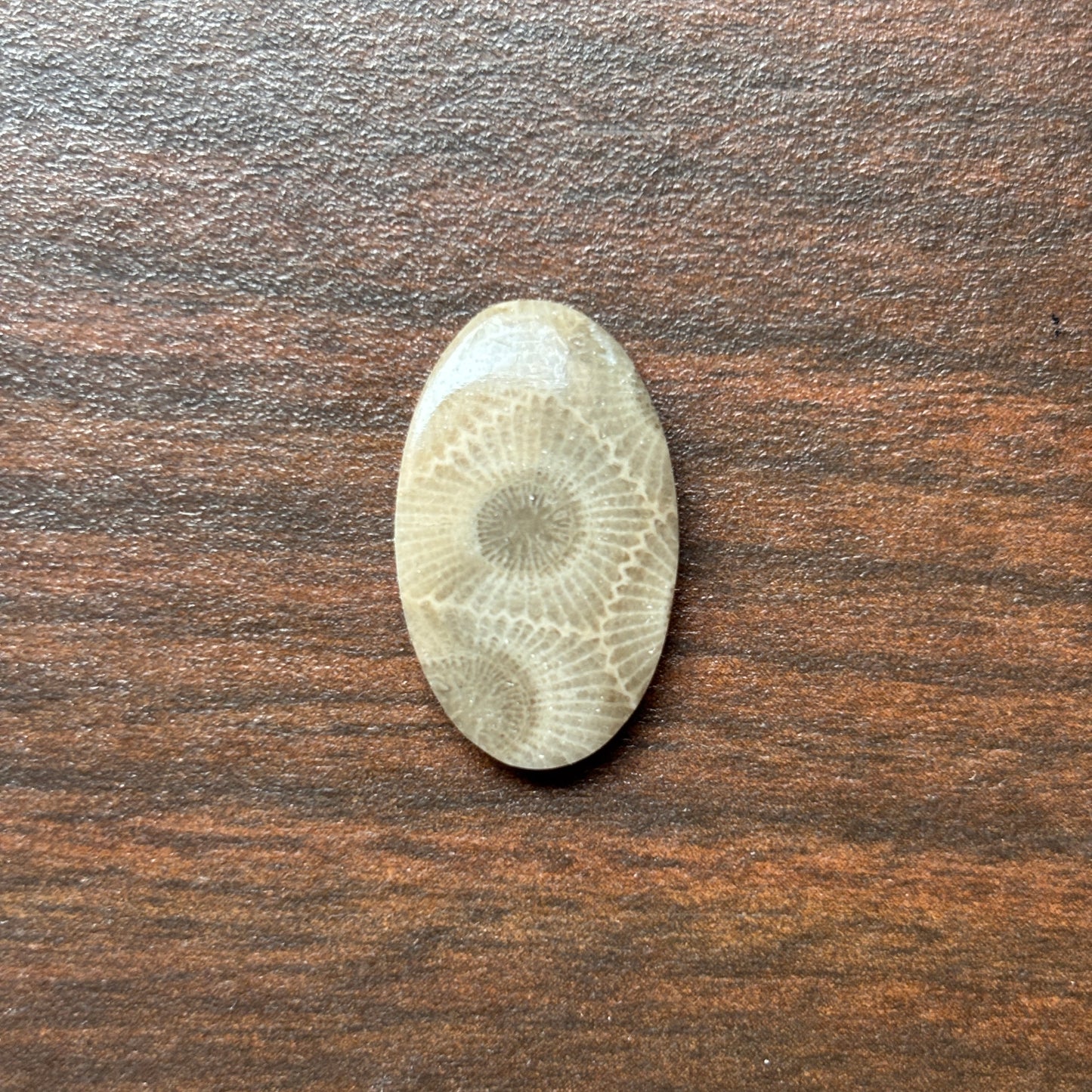 Petoskey Stone Cabochon 14mm x 24mm Oval