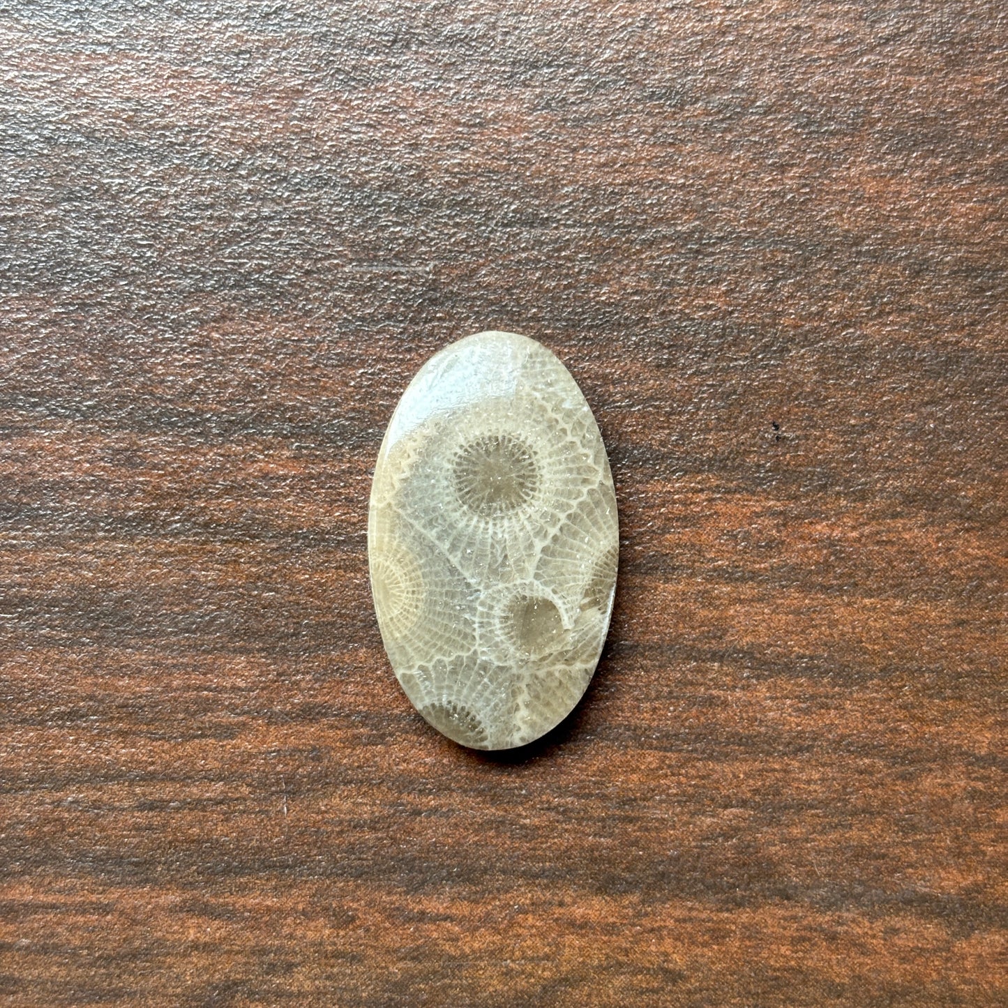 Petoskey Stone Cabochon 14mm x 24mm Oval