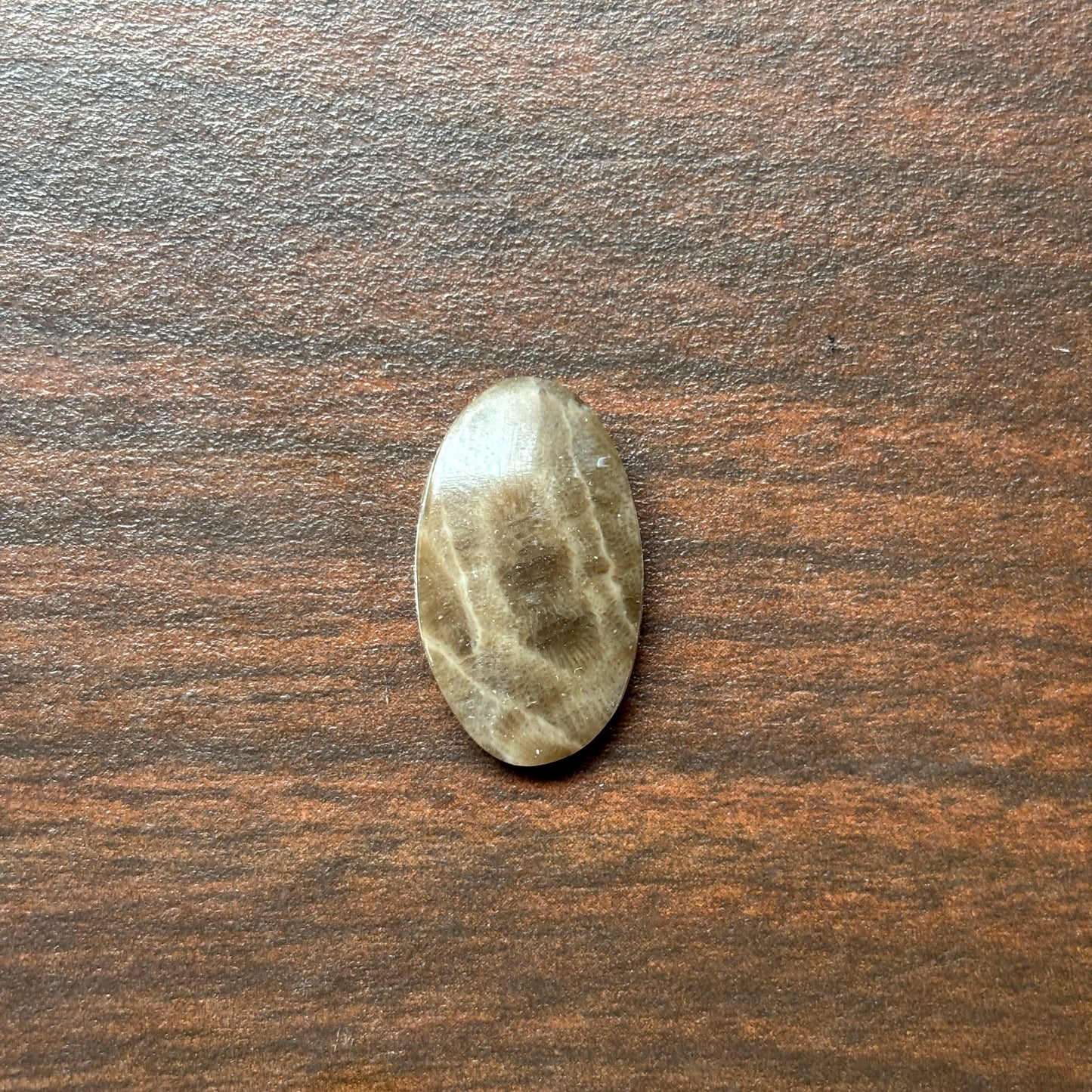 Petoskey Stone Cabochon 14mm x 24mm Oval