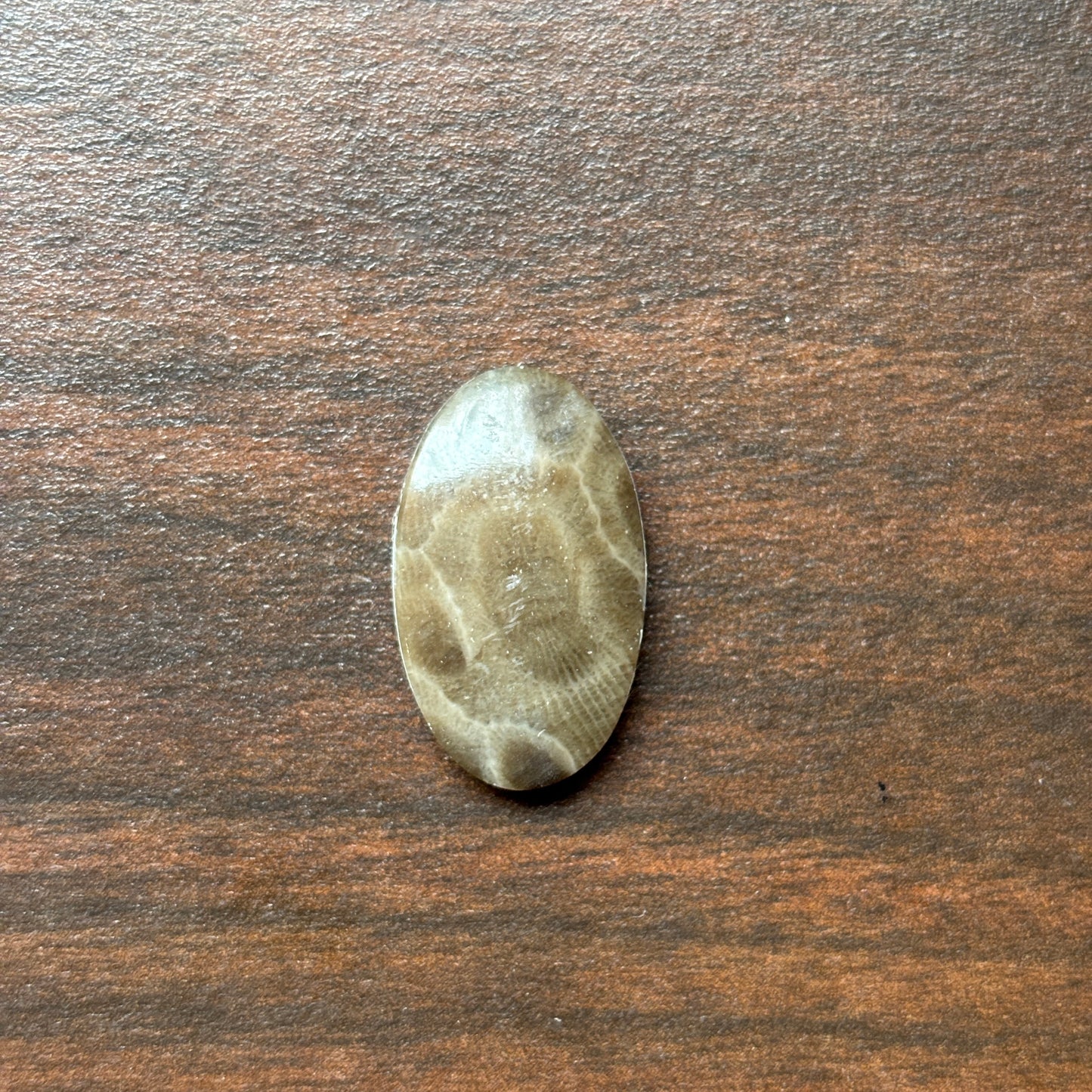 Petoskey Stone Cabochon 14mm x 24mm Oval