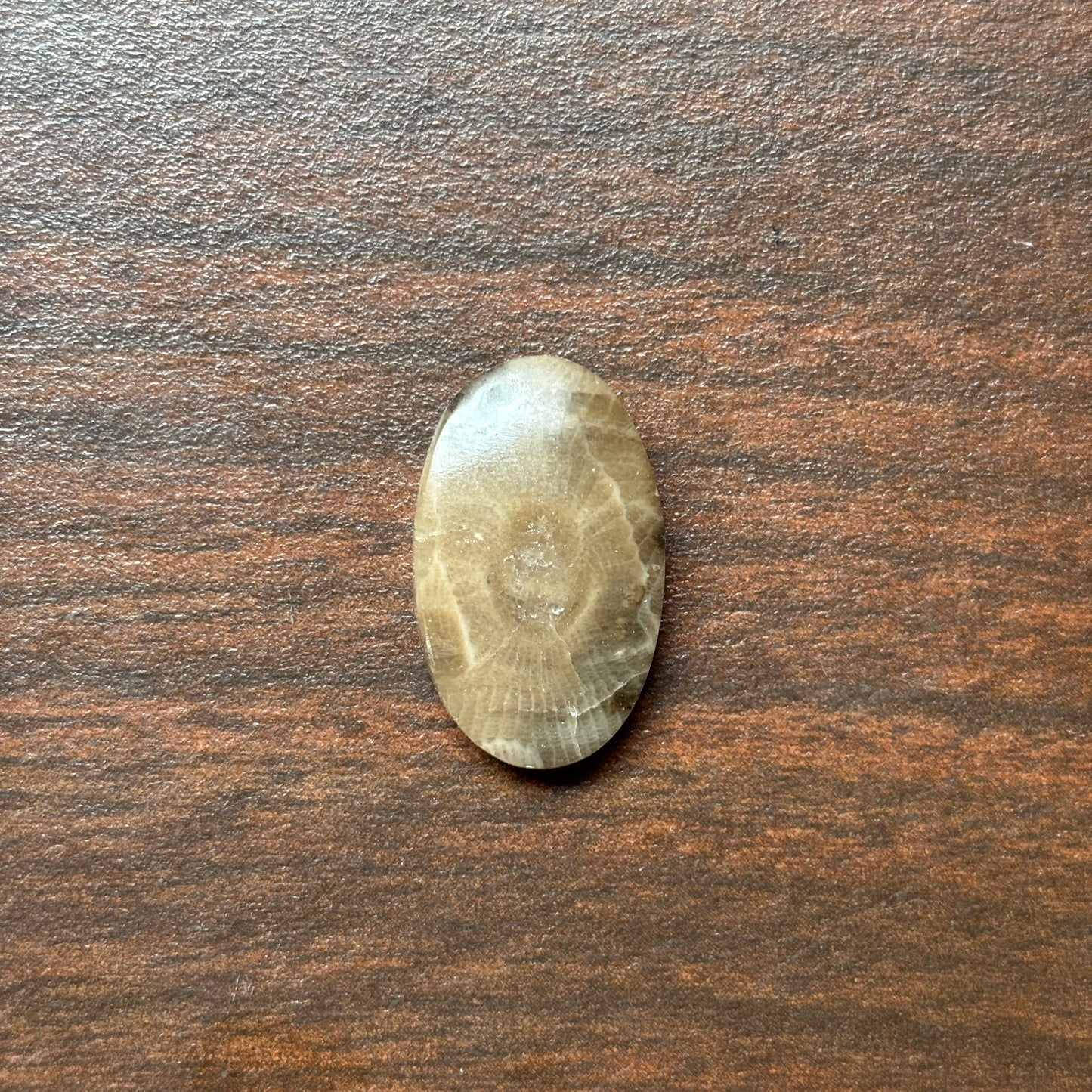 Petoskey Stone Cabochon 14mm x 24mm Oval