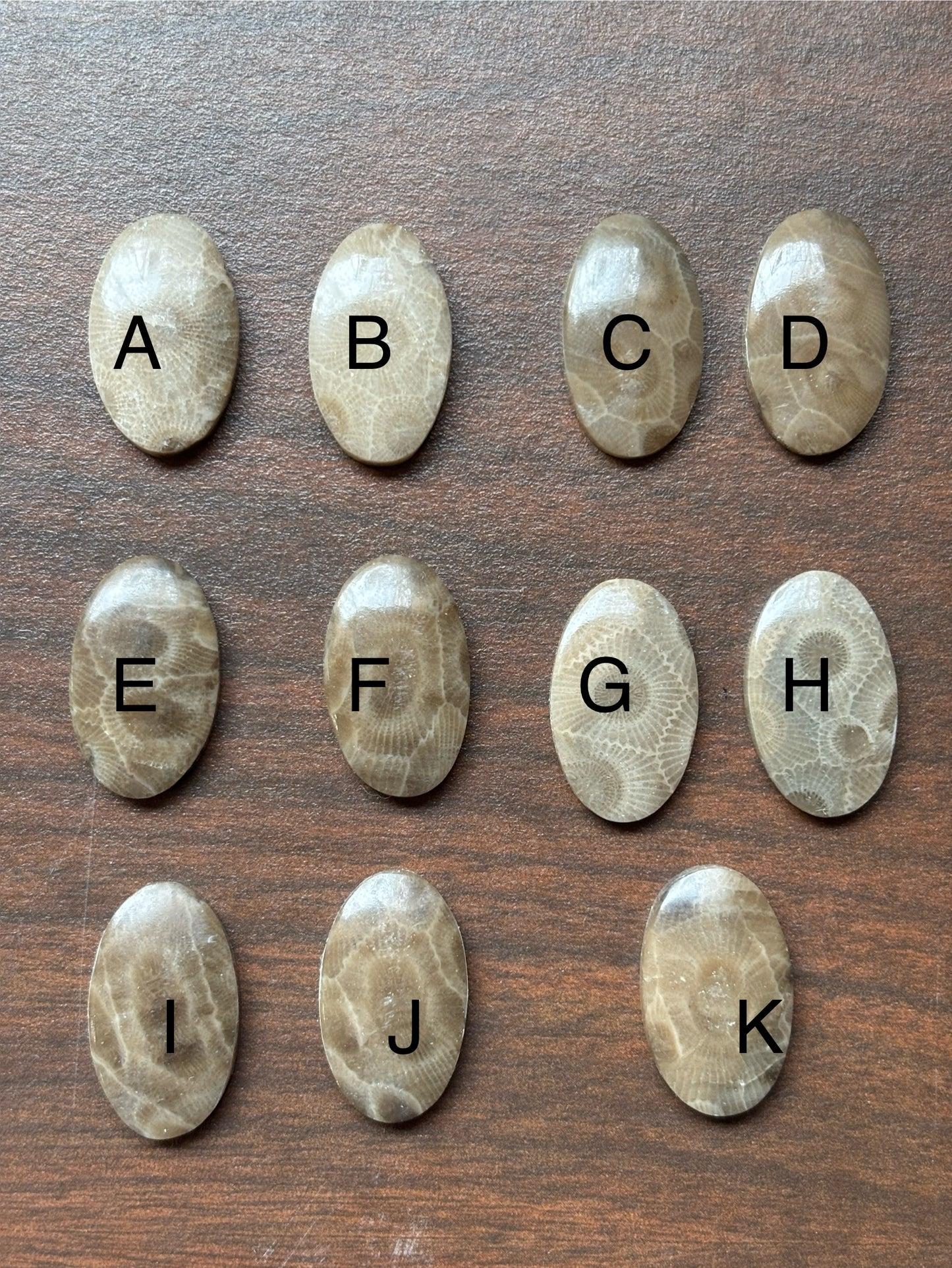 Petoskey Stone Cabochon 14mm x 24mm Oval
