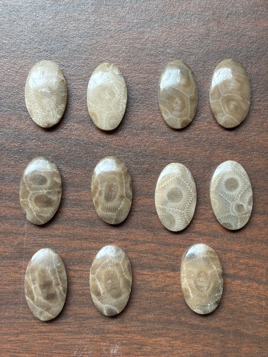 Petoskey Stone Cabochon 14mm x 24mm Oval