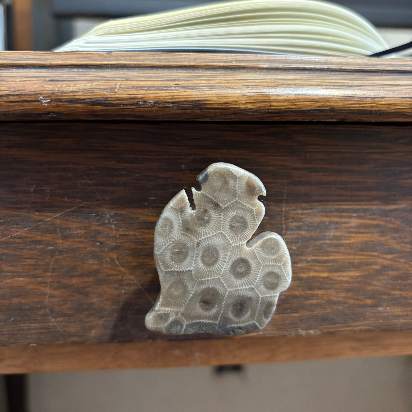 Petoskey Stone Cabinet Knob in Polished Michigan Shape