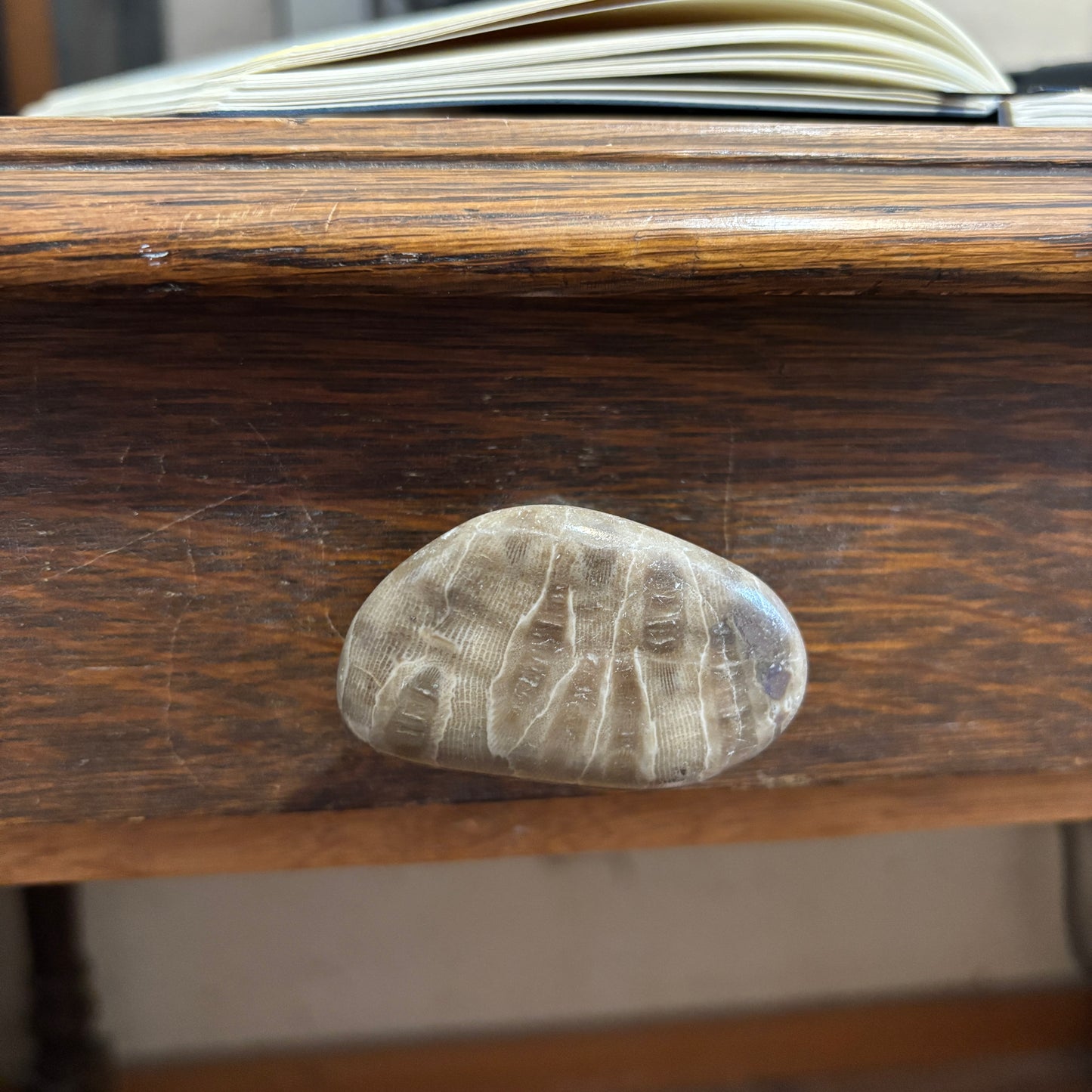 Petoskey Stone Cabinet Knob in Polished Natural Shape