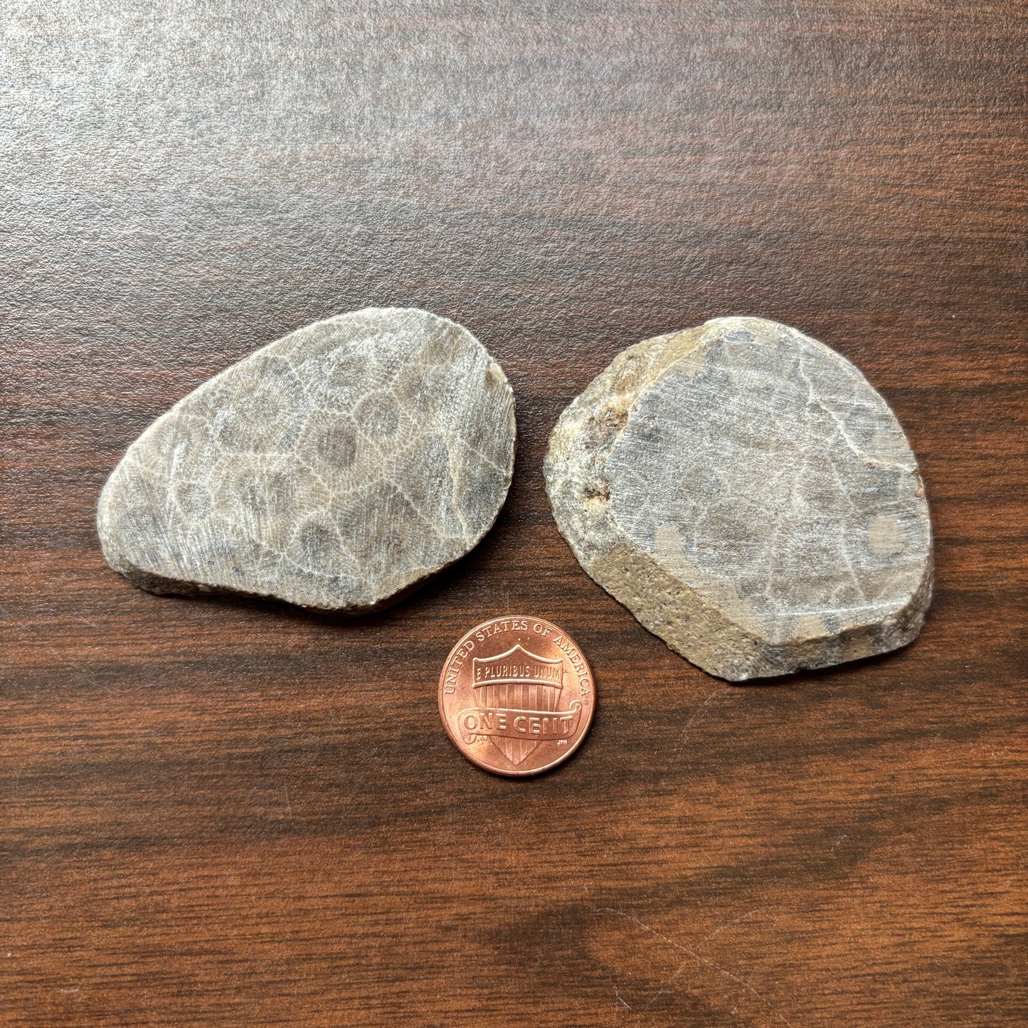 Polished Petoskey Stone Slabs