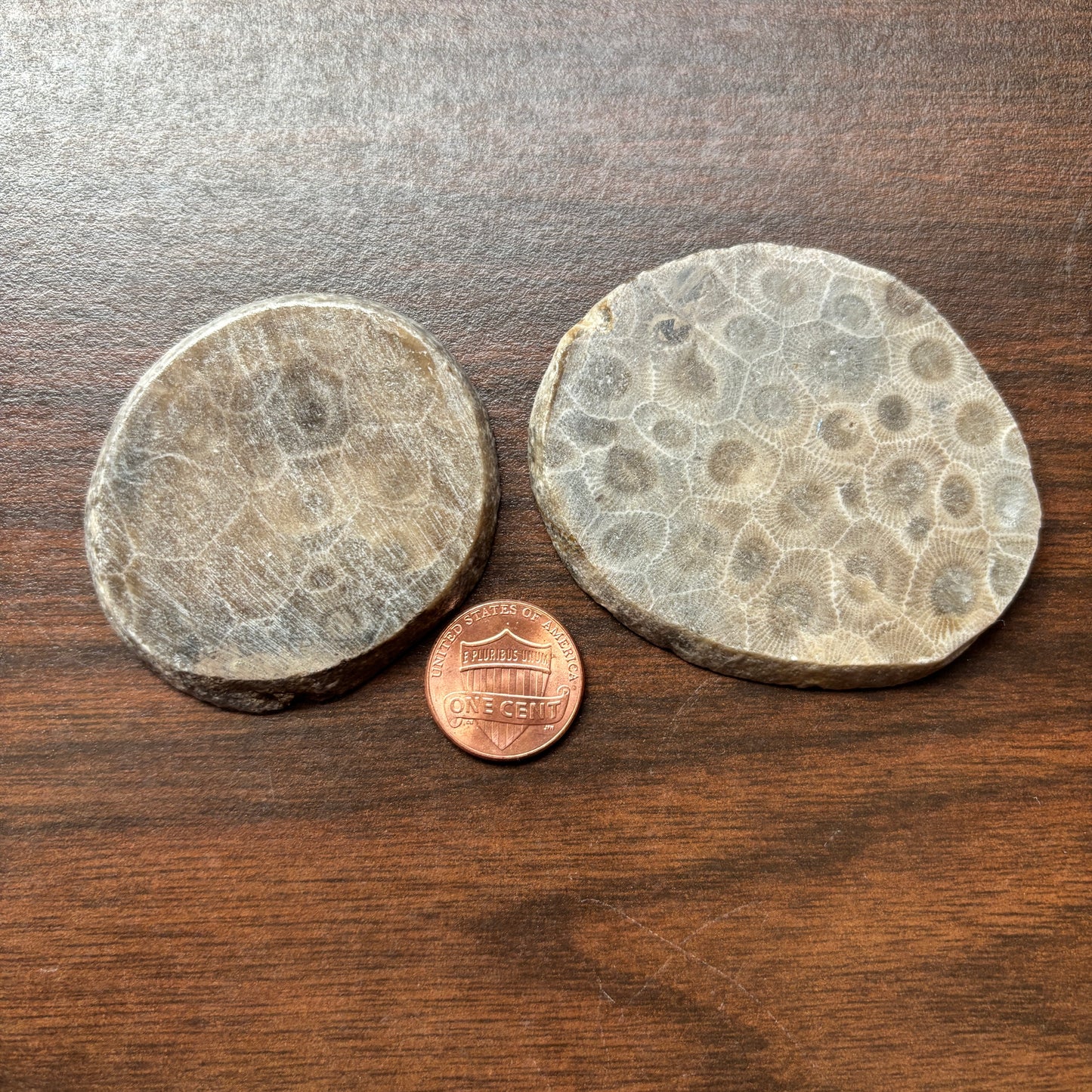 Polished Petoskey Stone Slabs