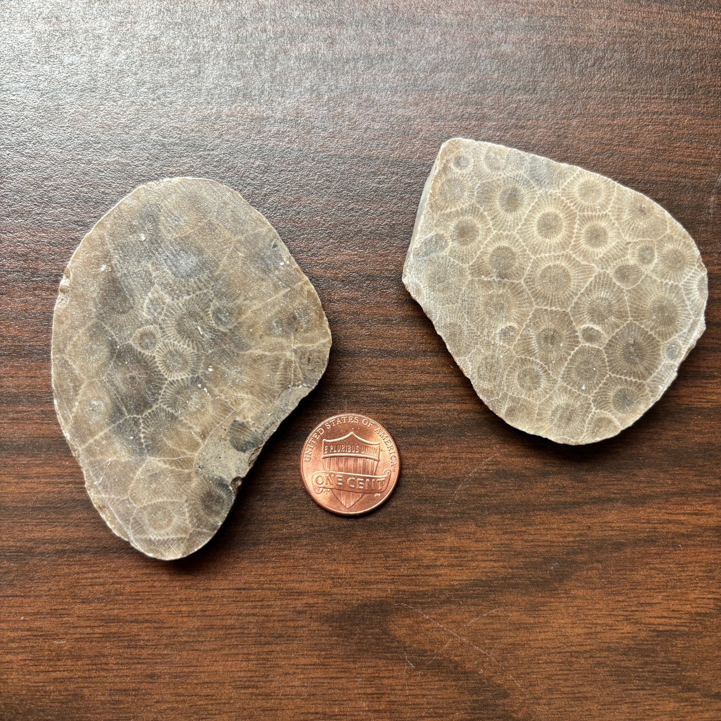 Polished Petoskey Stone Slabs