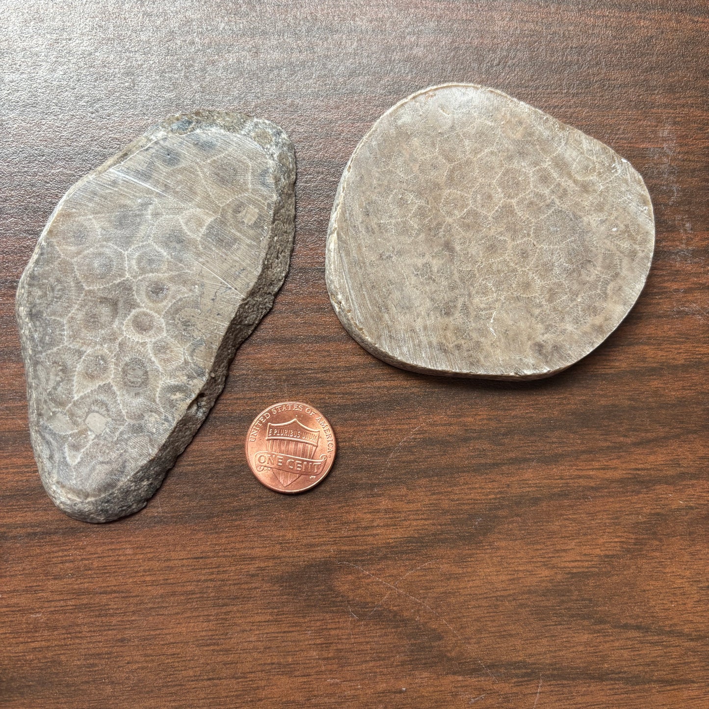 Polished Petoskey Stone Slabs