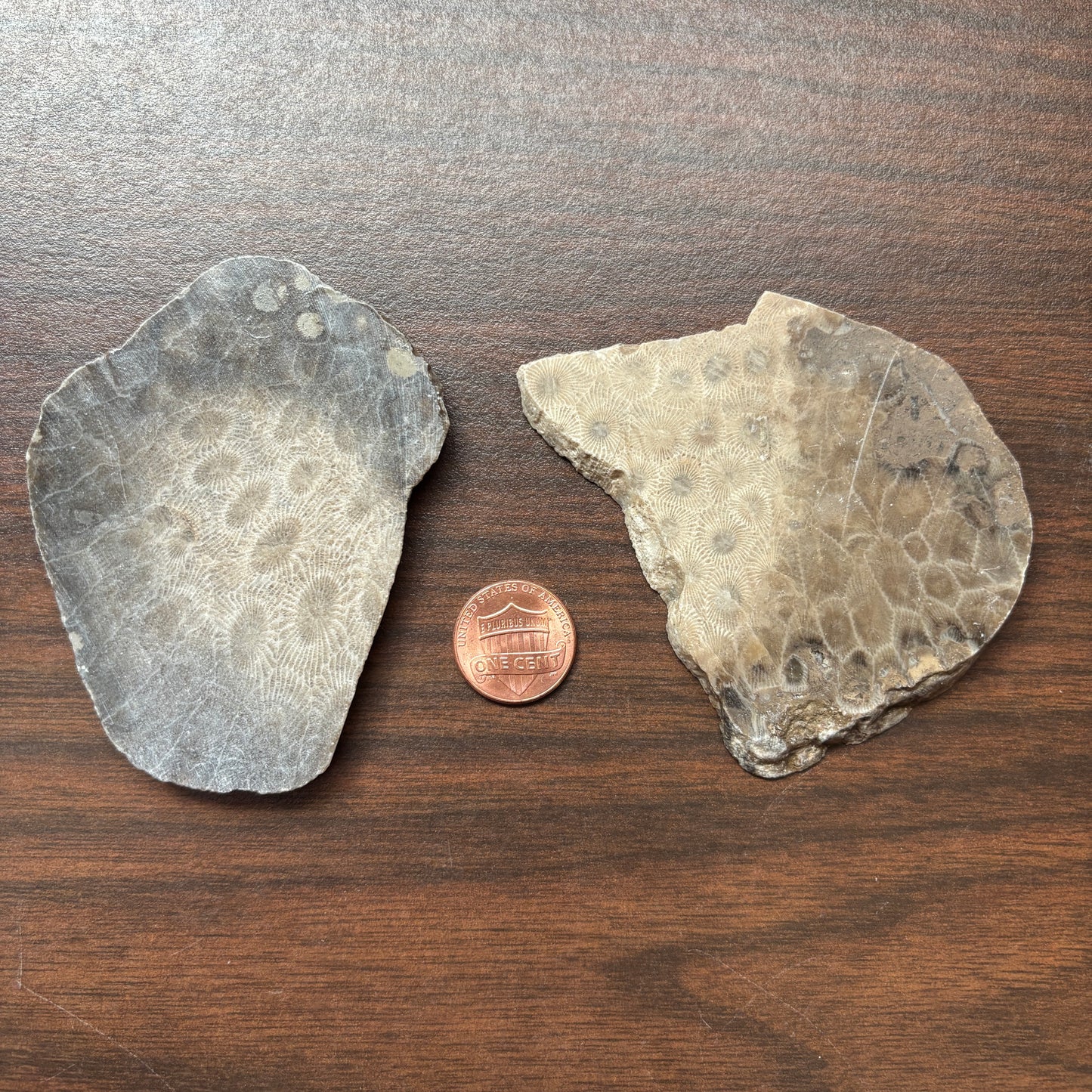 Polished Petoskey Stone Slabs