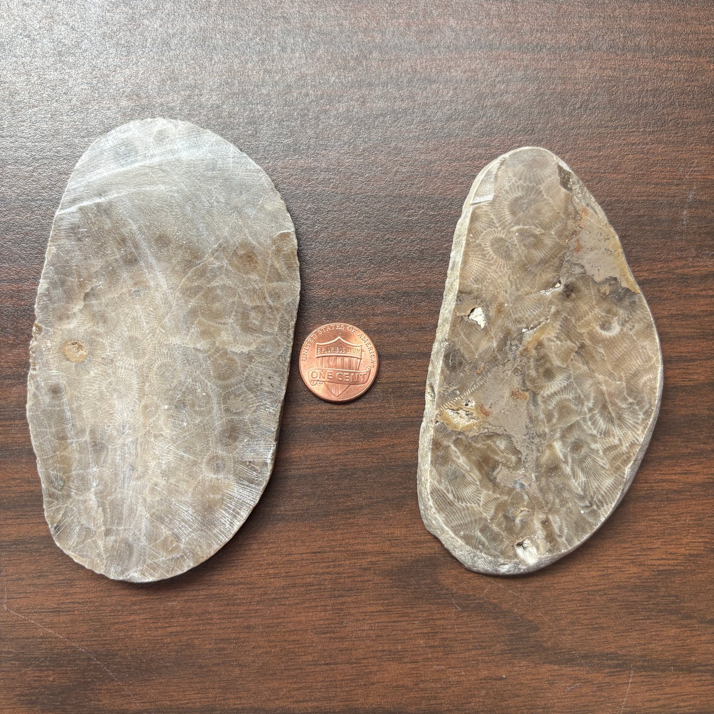 Polished Petoskey Stone Slabs