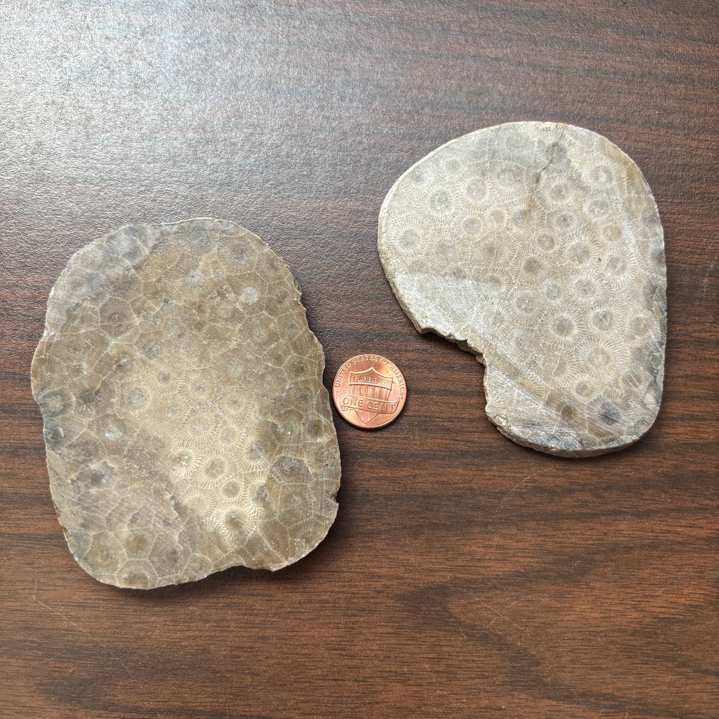 Polished Petoskey Stone Slabs