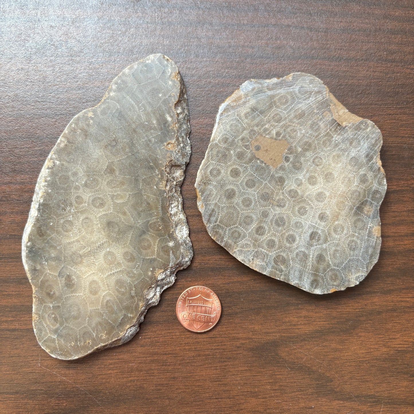 Polished Petoskey Stone Slabs