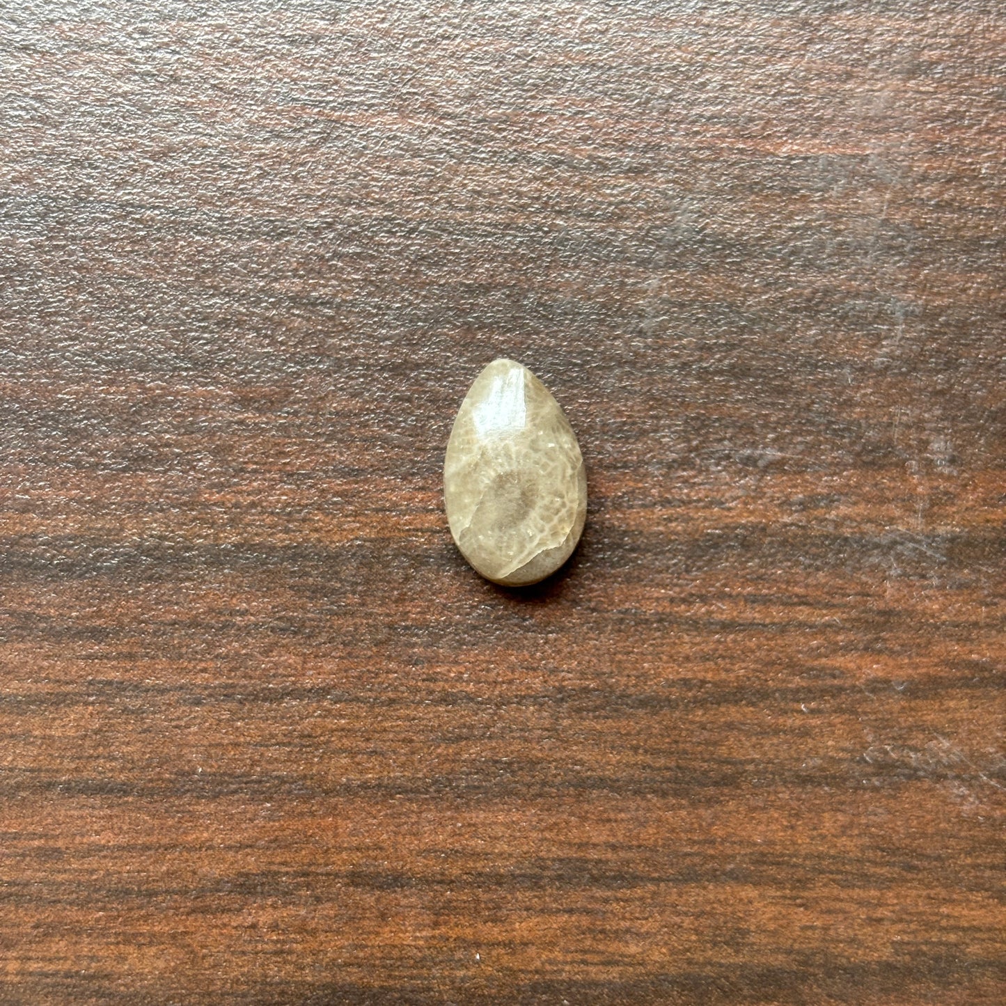 Petoskey Stone Cabochon 8mm x 12mm Teardrop