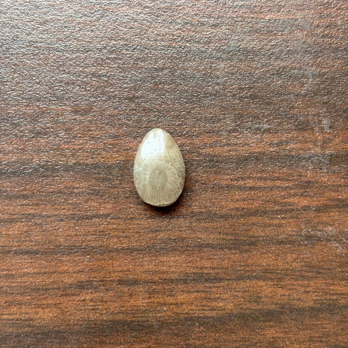 Petoskey Stone Cabochon 8mm x 12mm Teardrop