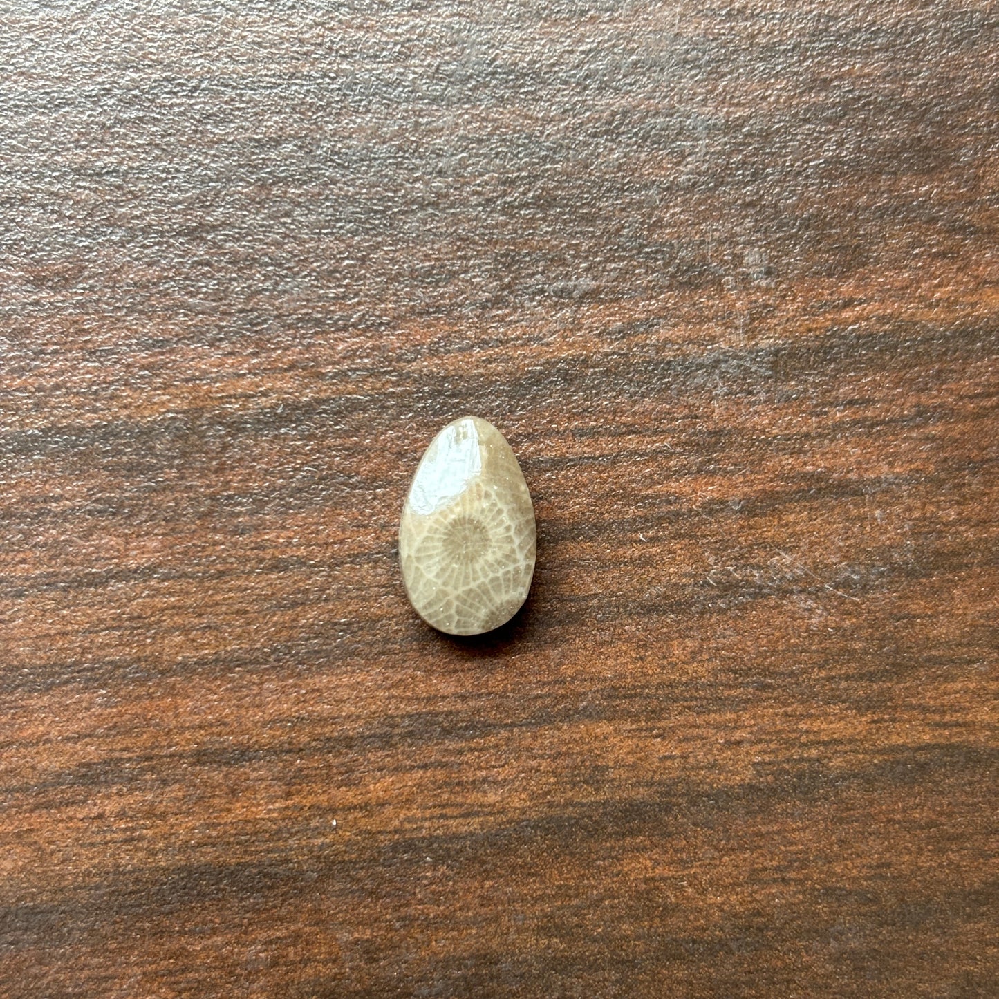 Petoskey Stone Cabochon 8mm x 12mm Teardrop