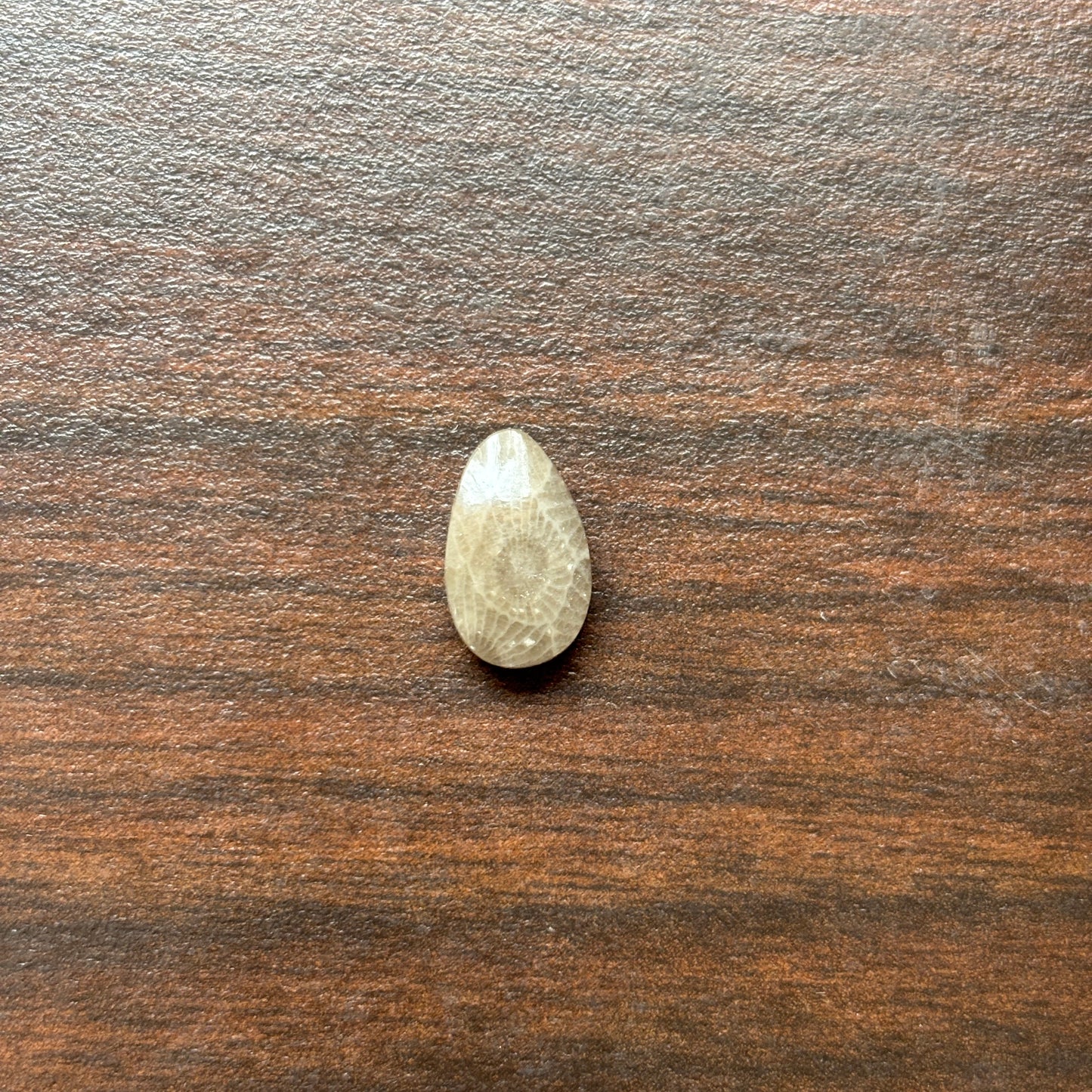 Petoskey Stone Cabochon 8mm x 12mm Teardrop