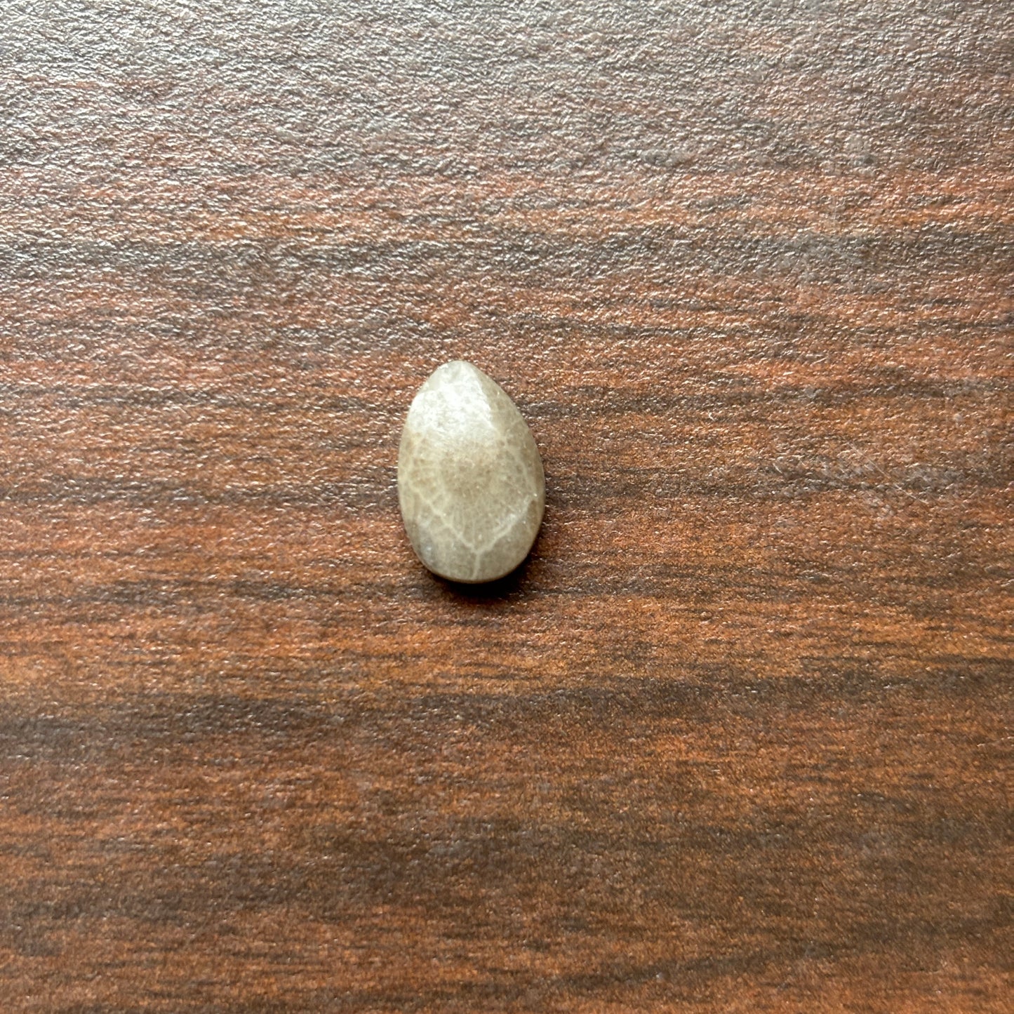 Petoskey Stone Cabochon 8mm x 12mm Teardrop