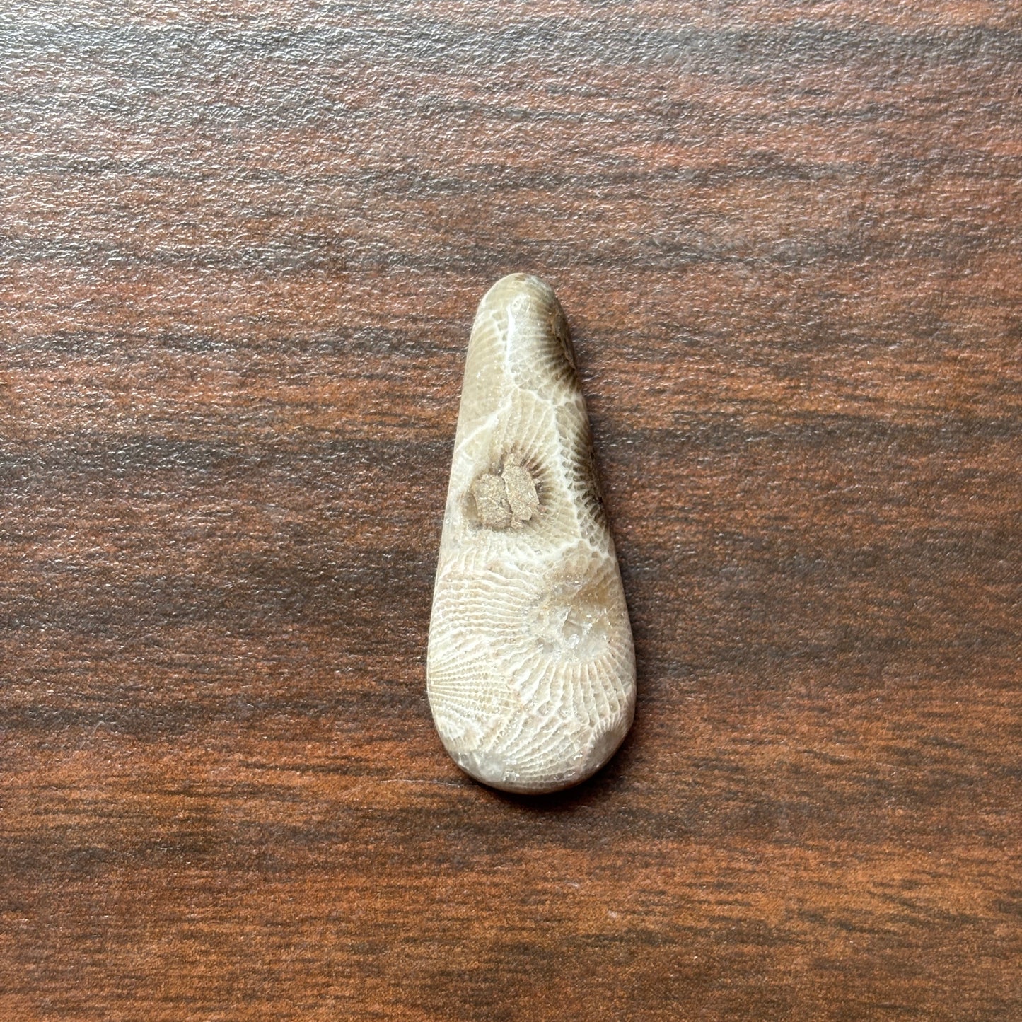 Petoskey Stone Cabochon 14mm x 32mm Teardrop