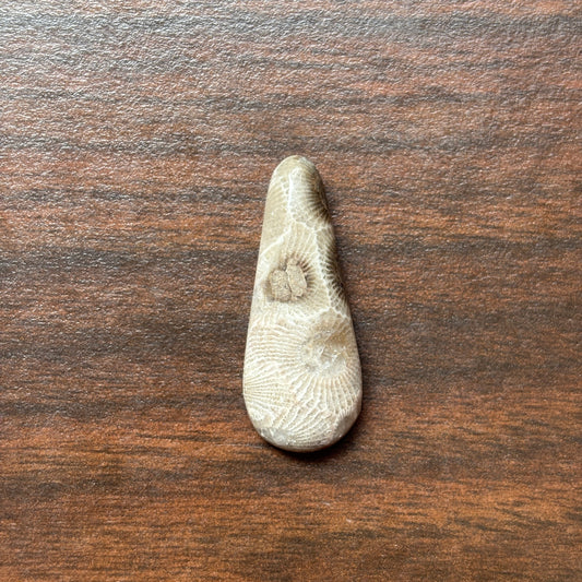Petoskey Stone Cabochon 14mm x 32mm Teardrop