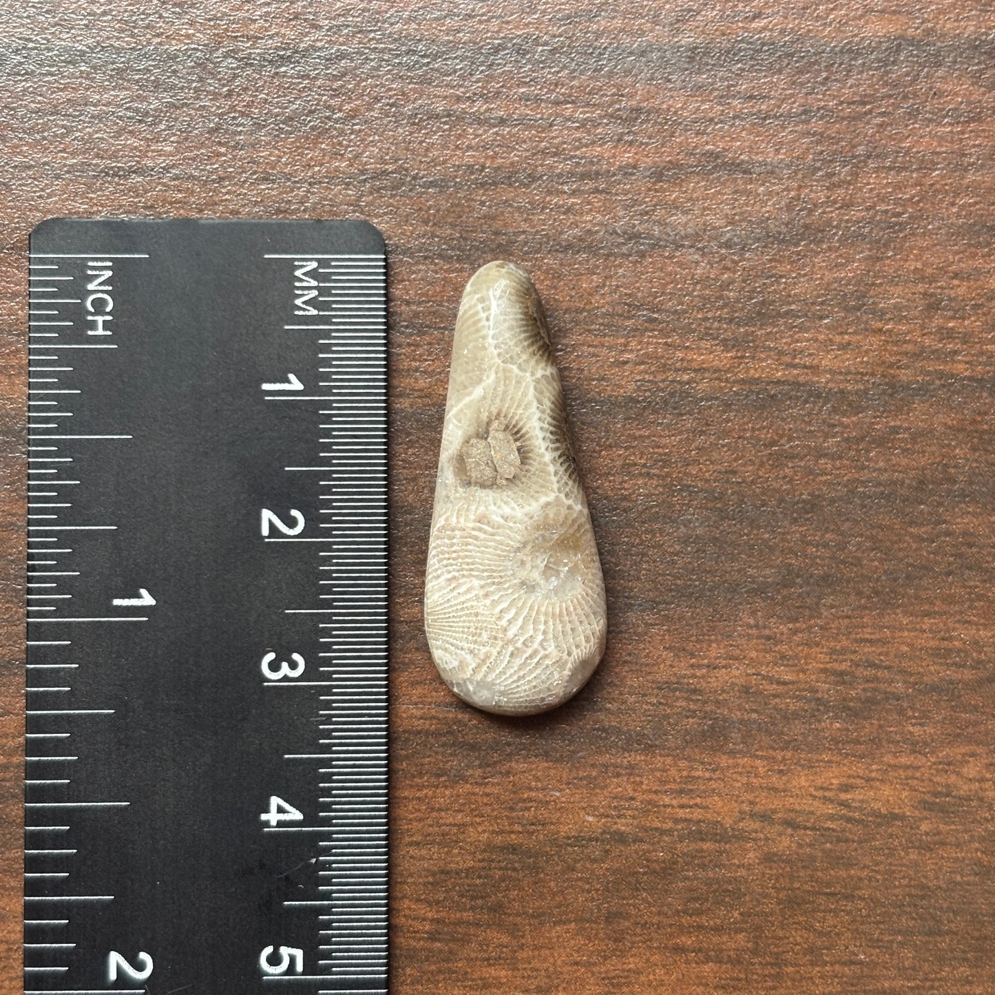 Petoskey Stone Cabochon 14mm x 32mm Teardrop