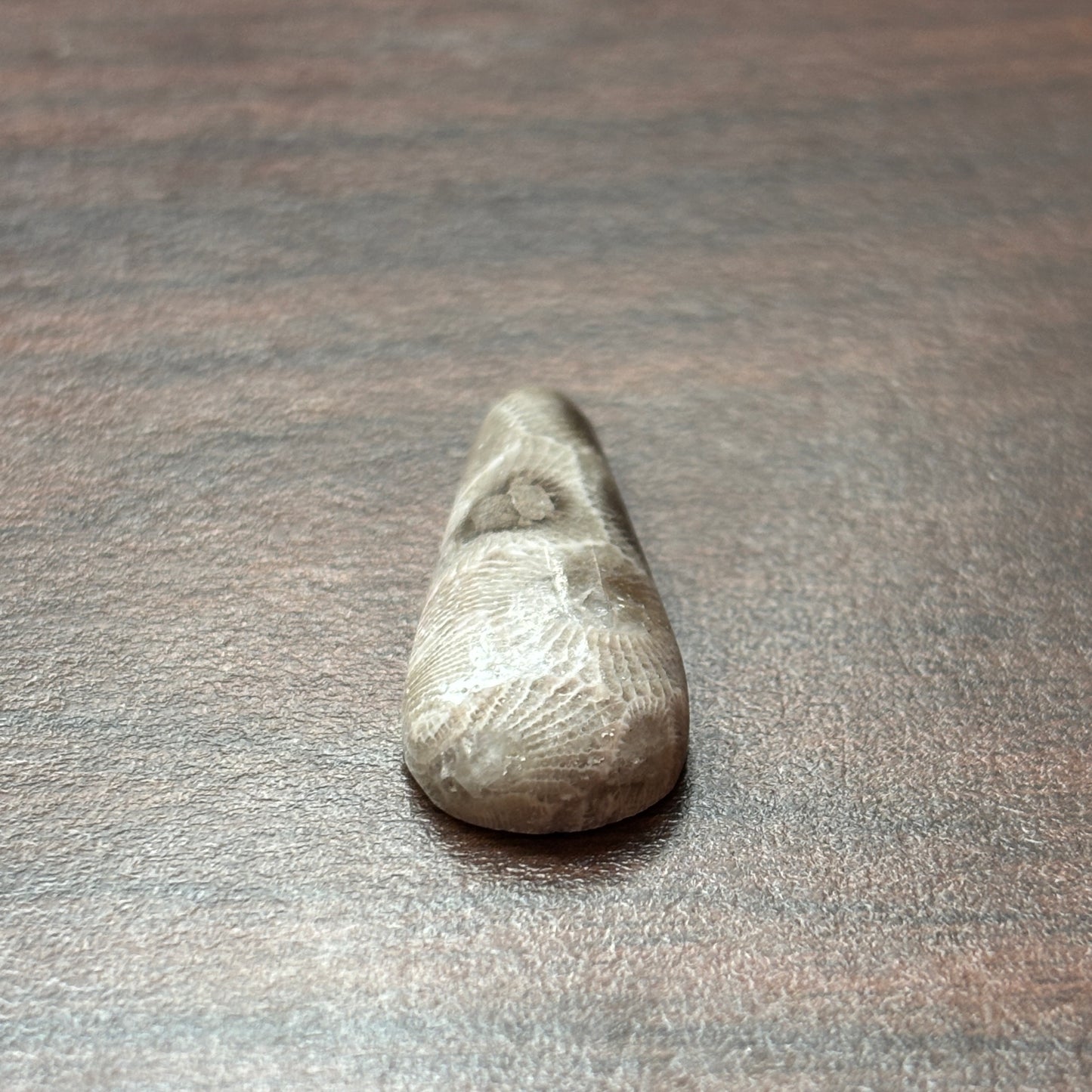 Petoskey Stone Cabochon 14mm x 32mm Teardrop