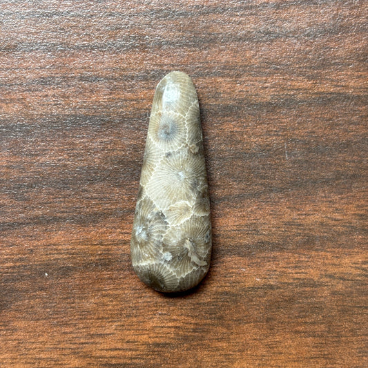 Petoskey Stone Cabochon 14mm x 37mm Teardrop