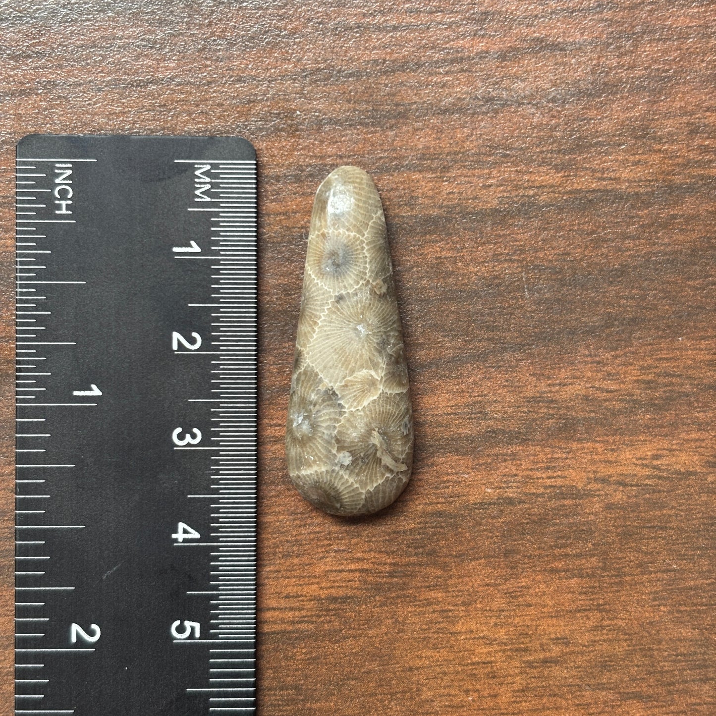 Petoskey Stone Cabochon 14mm x 37mm Teardrop