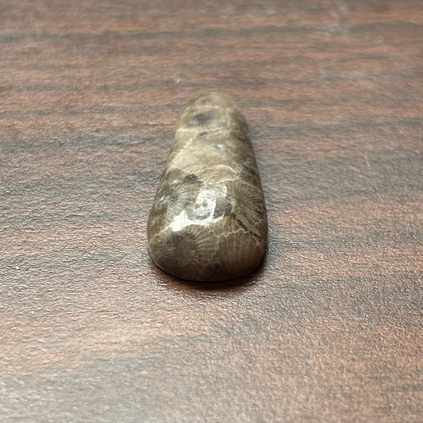 Petoskey Stone Cabochon 14mm x 37mm Teardrop