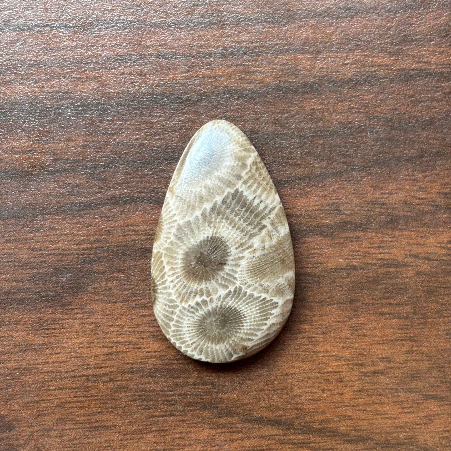 Petoskey Stone Cabochon 25mm x 36mm Teardrop