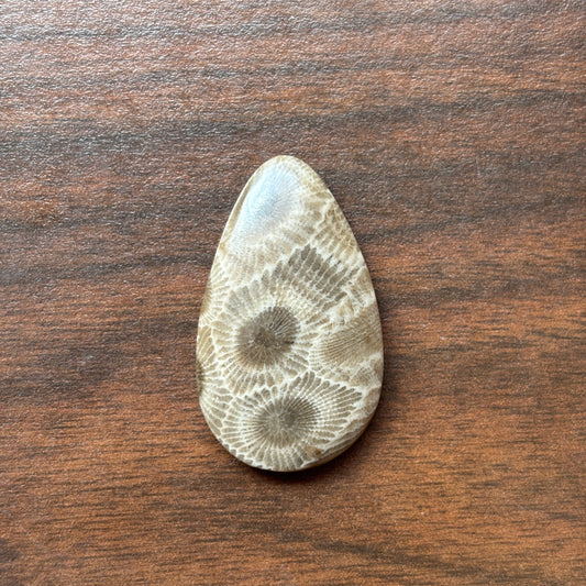 Petoskey Stone Cabochon 25mm x 36mm Teardrop