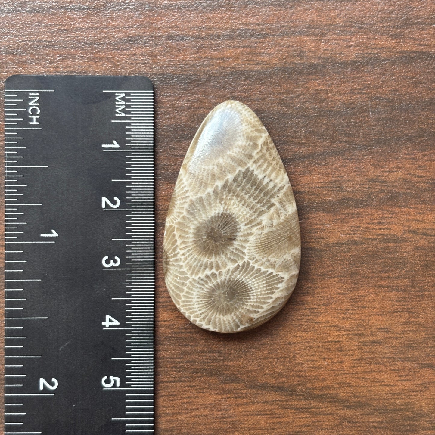 Petoskey Stone Cabochon 25mm x 36mm Teardrop