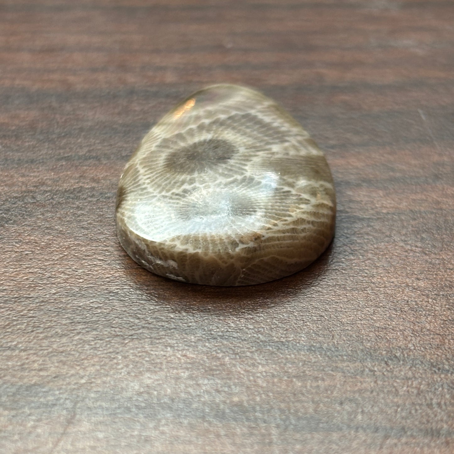 Petoskey Stone Cabochon 25mm x 36mm Teardrop