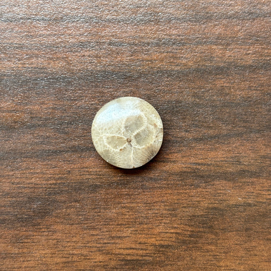 Petoskey Stone Cabochon 16mm Round