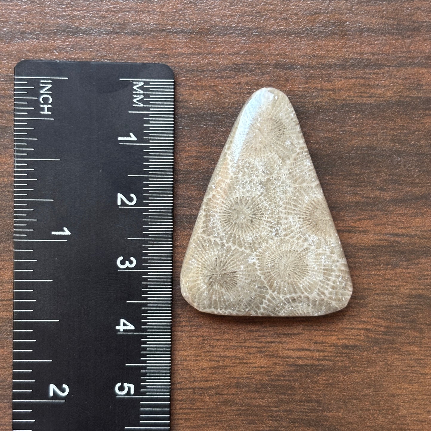 Petoskey Stone Cabochon 27mm x 35mm Rounded Isosceles Triangle