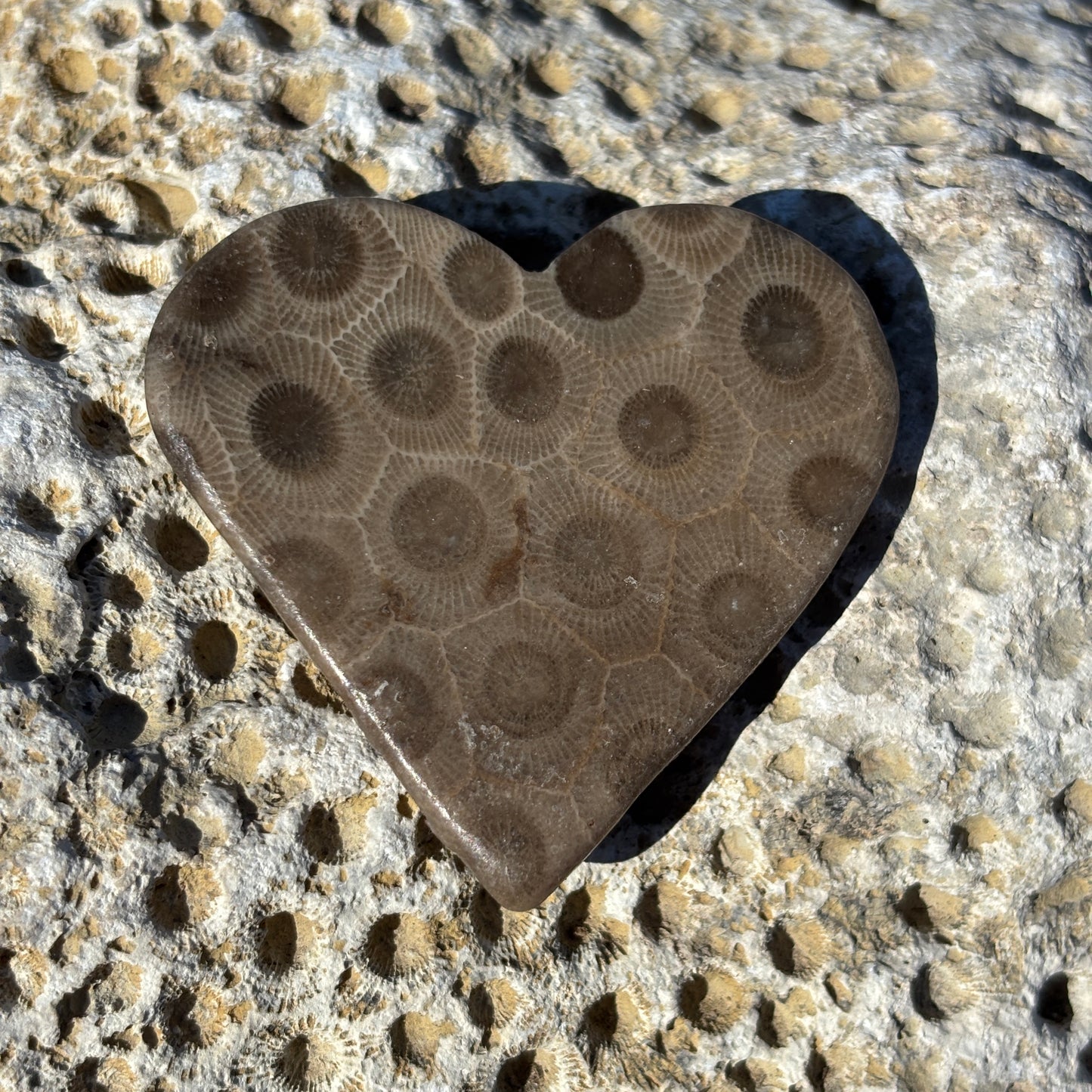 Petoskey Stone Magnets