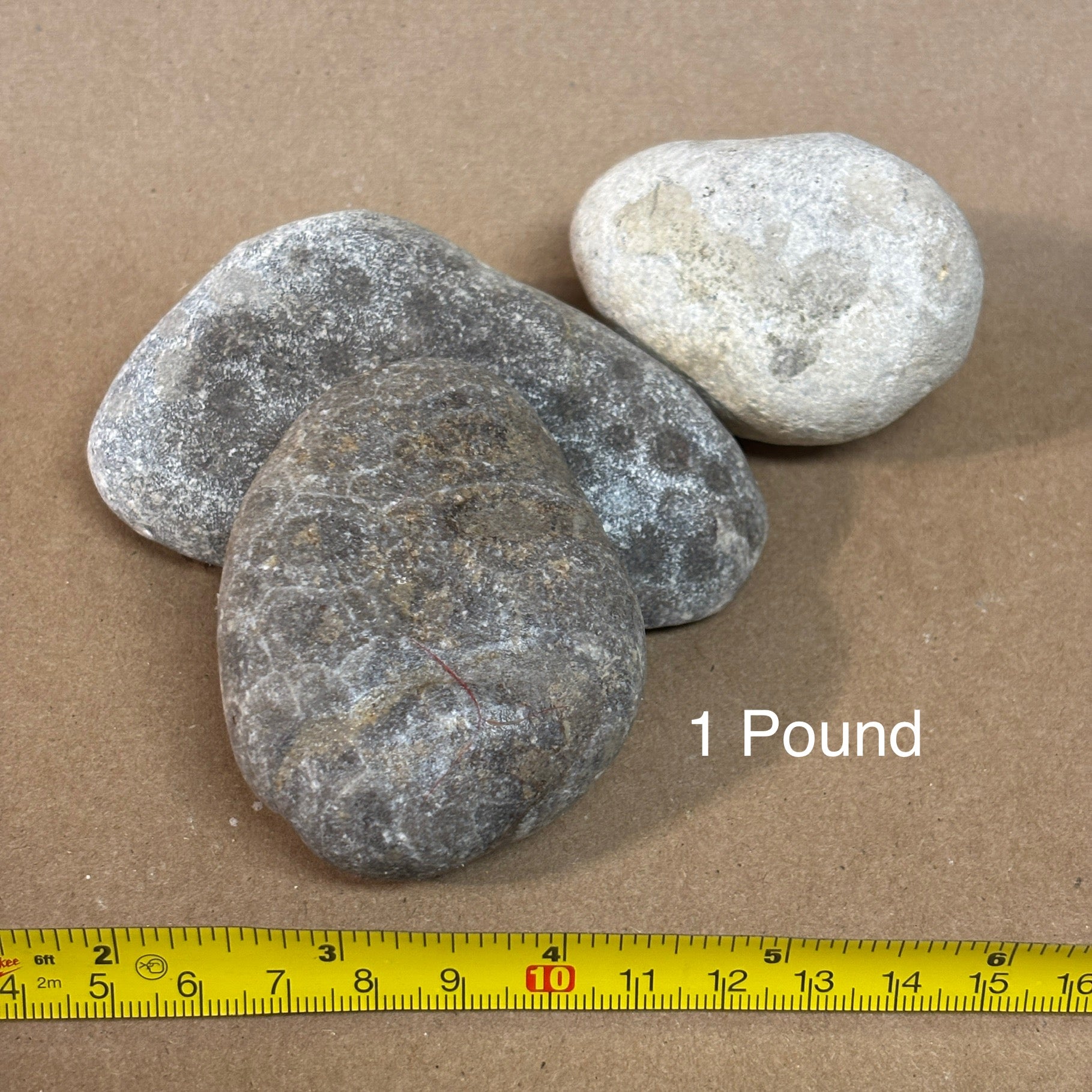 Three petoskey rocks on a brown surface with a yellow measuring tape and '1 Pound' label.