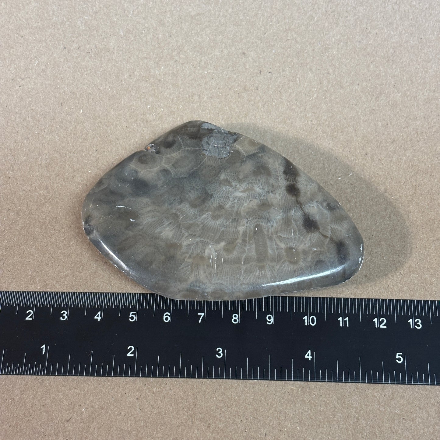 Partially Polished Petoskey Stone