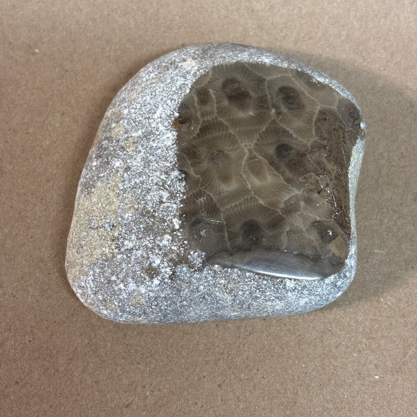 Partially Polished Petoskey Stone