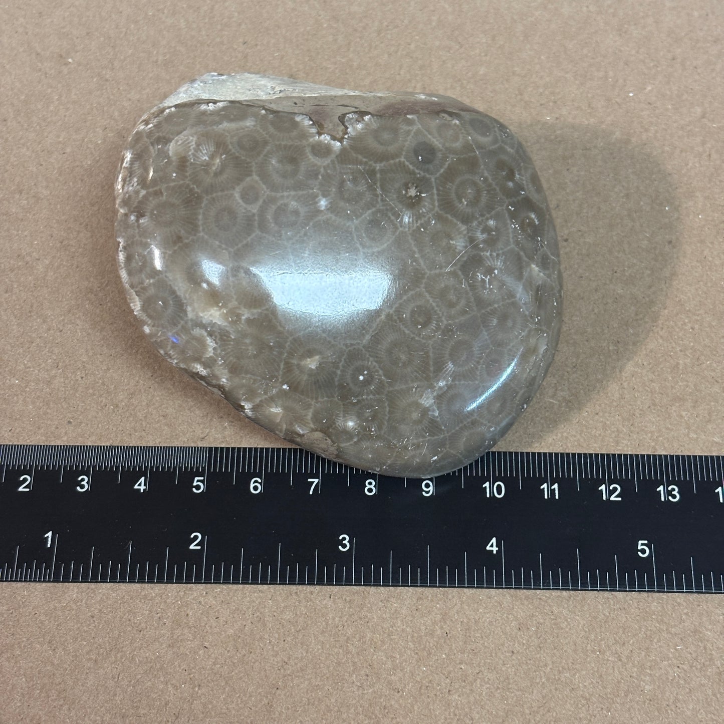 Partially Polished Petoskey Stone