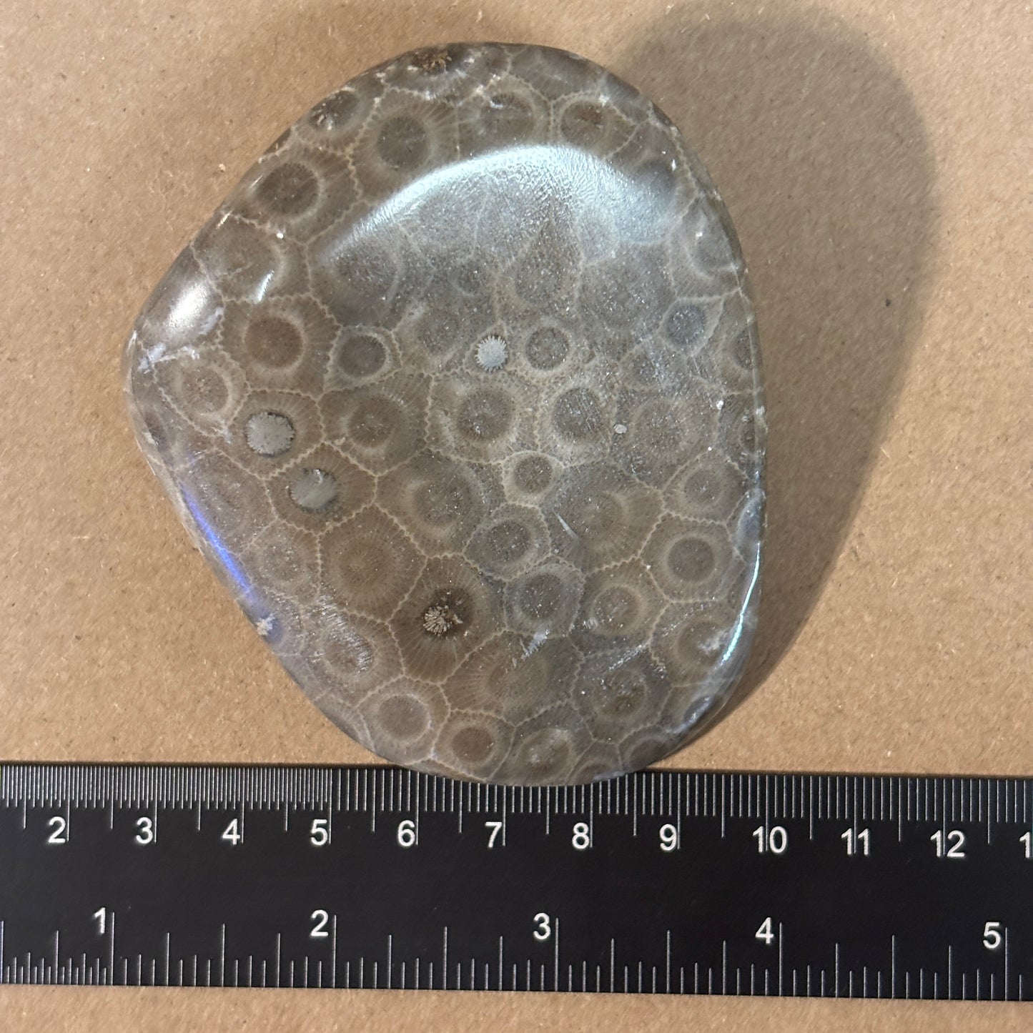 Partially Polished Petoskey Stone