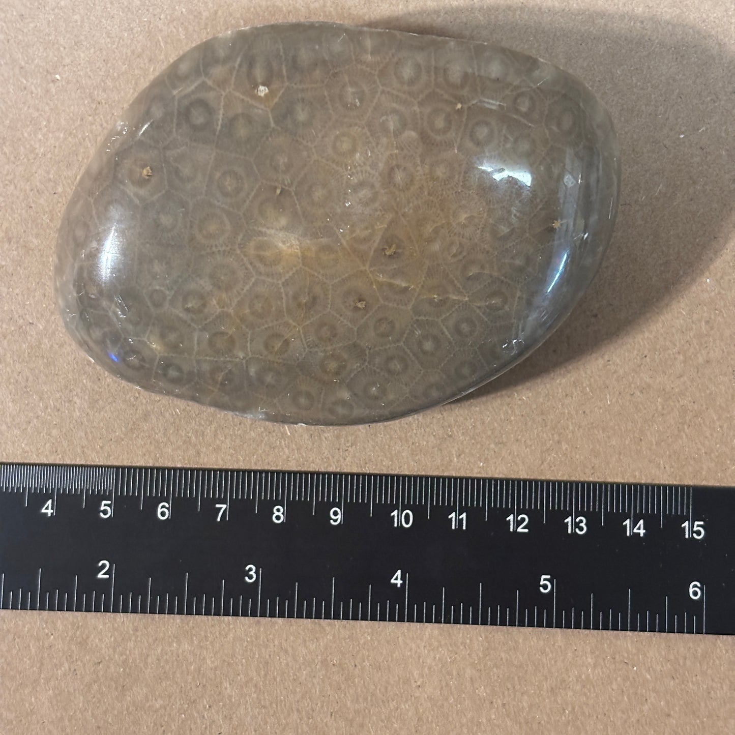 Partially Polished Petoskey Stone