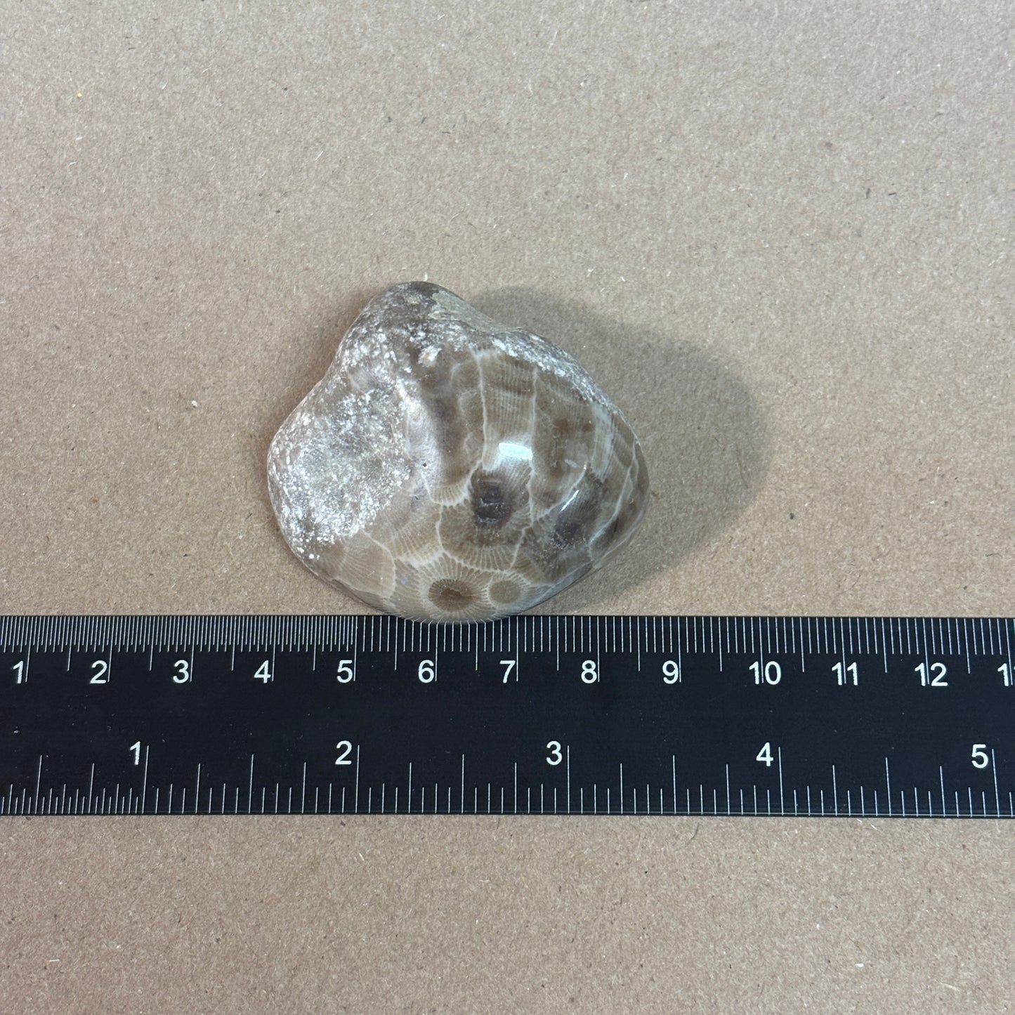 Partially Polished Petoskey Stone