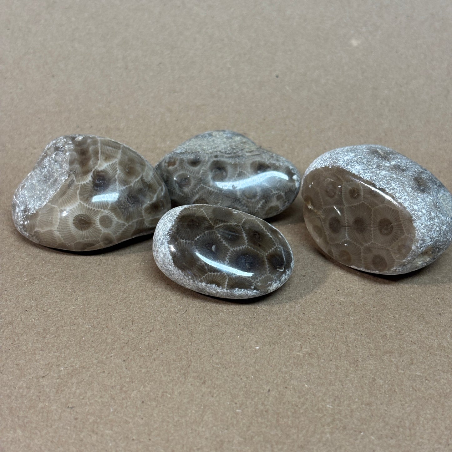Partially Polished Petoskey Stone