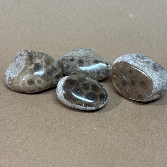 Partially Polished Petoskey Stone